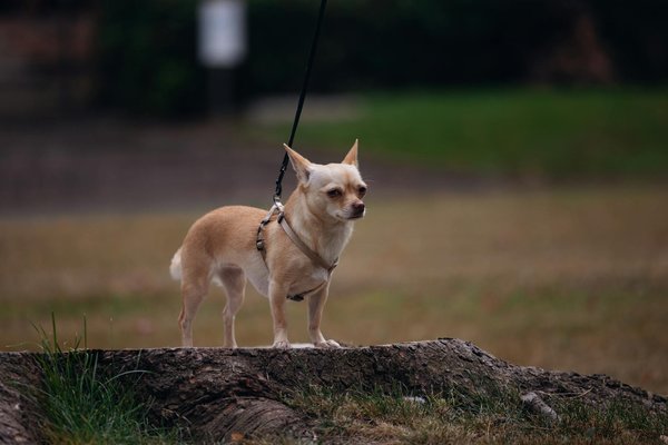 Découvrez le logiciel toilettage qui transforme votre pratique