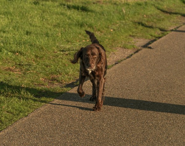 Quels animaux sont essentiels pour maintenir l'équilibre des écosystèmes ?