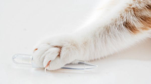 Top 5 comparatif des pipettes anti puces pour chats
